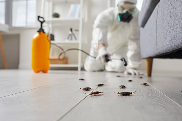 Post-Treatment Bed Bug Interceptor Monitoring in Ben Avon